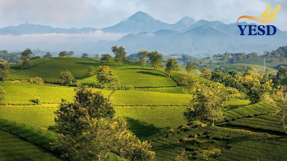 Long Coc Tea Hills- Long Coc Phu Tho (1)