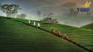 Long Coc Tea Hills- Long Coc Phu Tho (5)