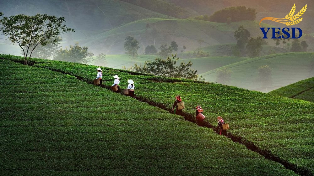 Long Coc Tea Hills- Long Coc Phu Tho (5)