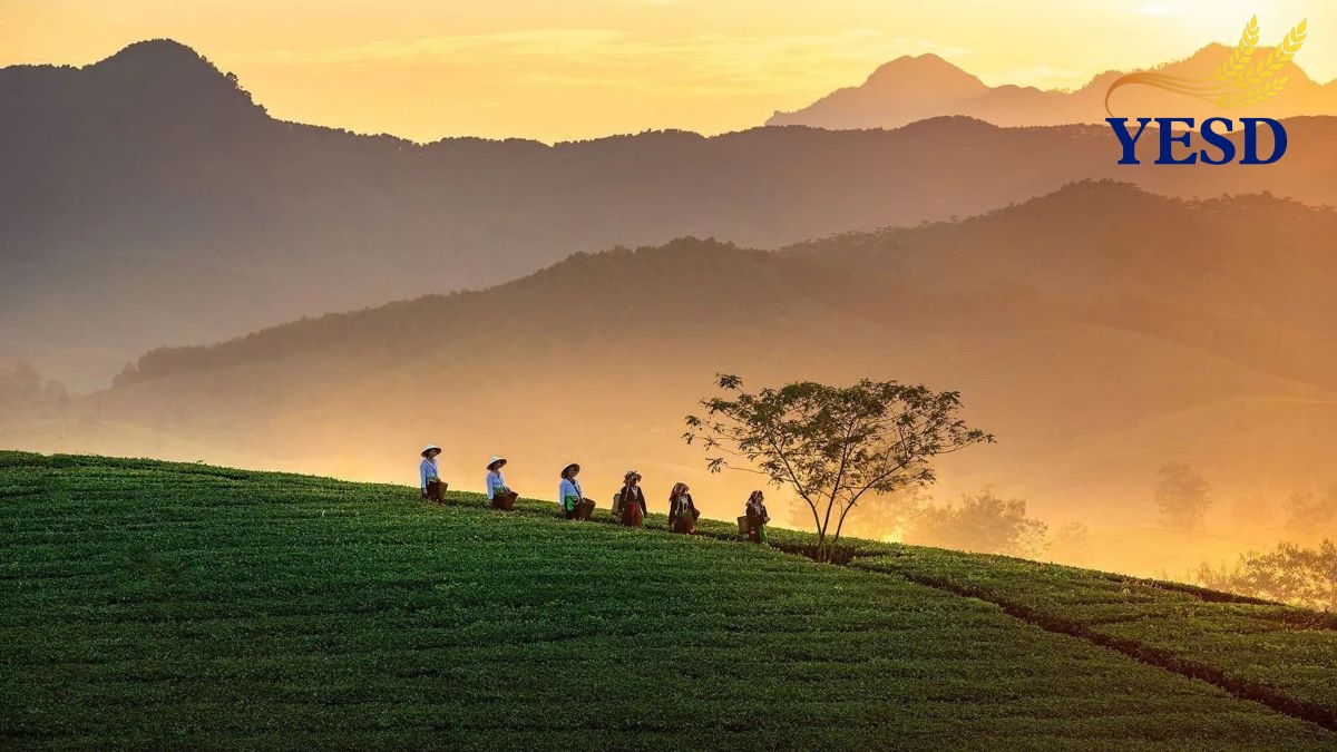 Long Coc Tea Hills- Long Coc Phu Tho (5)