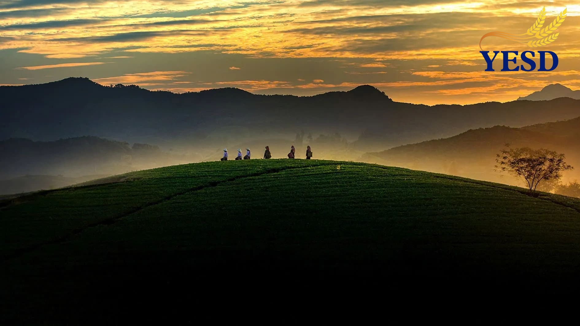 Long Coc Tea Hills- Long Coc Phu Tho (5)